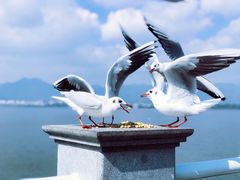 -海埂大坝