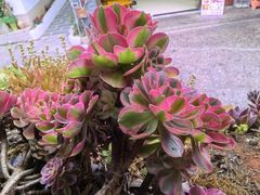 -桥边小楼·手工云南菜·古城观景小楼