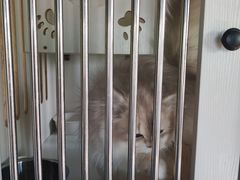 -东方名猫馆·英短金渐层布偶猫舍(环线广场1号楼店)