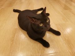 -猫咪派对(江南西店)