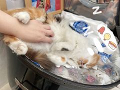 -玫瑰咖啡(中山六路店)
