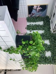 点击看大图 -飞梵造型