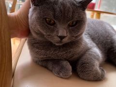 -猫咪派对(江南西店)