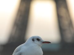 -埃菲尔铁塔