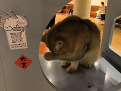 -有喵·猫咖·狗咖·30几只猫10只小狗(岗厦店)