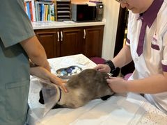 -宠爱国际动物医院·消化内科·心肾内科·ISFM猫友好(望京店)