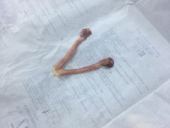 -联合动物医院(光谷诊疗中心)