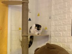 -平行世界·猫咖(首经贸店)