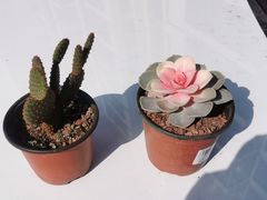 -南通洲际绿博园