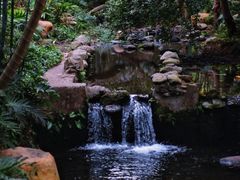 -深圳仙湖植物园
