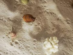 -青岛贝壳博物馆