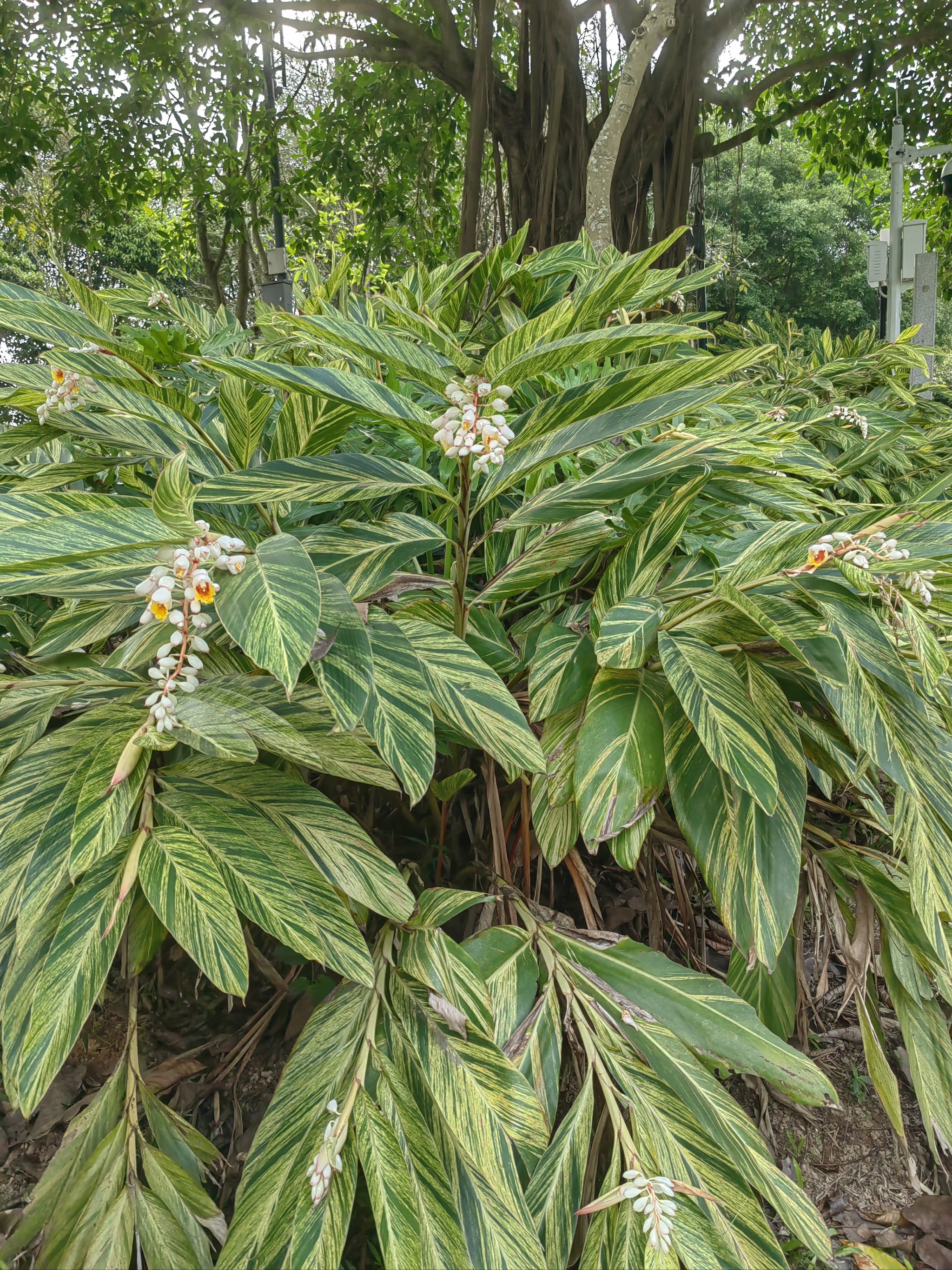 艳山姜根茎图片