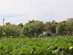 -长春市南湖公园