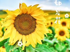 -丰宁坝上草原