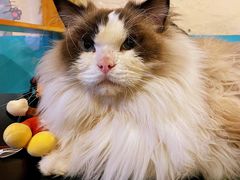 -猫小院猫主题咖啡厅(北锣店)