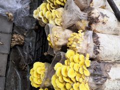 -大自然农场蔬菜草莓采摘园