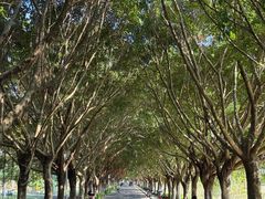 -风云岭森林公园