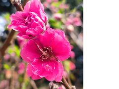 -桃花涧