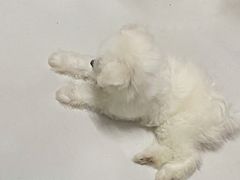 -创凡宠物医院·骨专科  猫科中心(西乡分院)