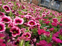 -三圣花乡旅游区