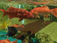 -聚福宝合苑食府(南头镇店)