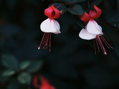 -中国科学院华南植物园
