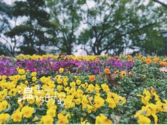 -中山公园