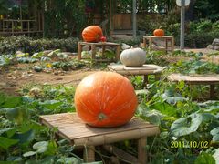 北京观光南瓜园&nbsp;(36)-观光南瓜园