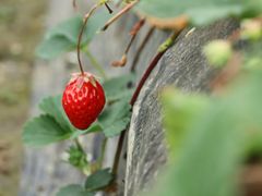 -胜丰草莓采摘园