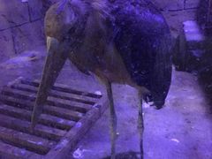-白鹿仓冰雪海洋世界