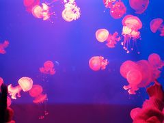 -福州罗源湾海洋世界旅游区