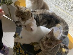 -平行世界·猫咖(首经贸店)
