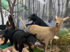 -广东茂名森林公园