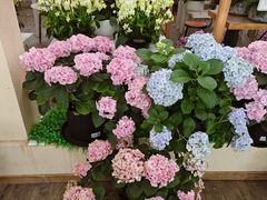 -荷兰花海