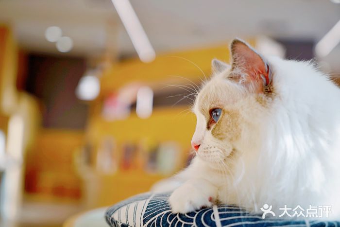CAT’S MEWSTAR CAFE·喵星球猫屋(晴湾咖啡店)图片