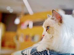 -CAT’S MEWSTAR CAFE·喵星球猫屋(晴湾咖啡店)