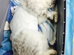 -纳吉亚猫专科动物诊疗中心(蒋宅口分院)