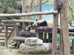 -上海野生动物园