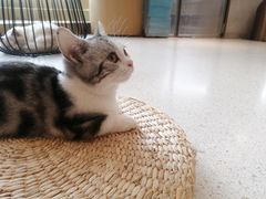 -飞行喵MR PILOT|猫舍·猫咖(静安大融城店)