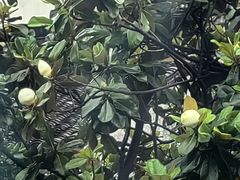 -苏州东山雕花楼宾馆