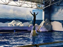 -秦皇岛乐岛海洋王国