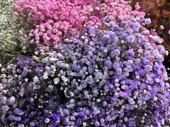 -循礼门鲜花花市(武汉循礼门店)