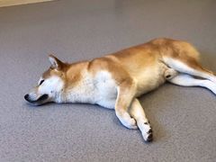-喜柴咖啡·柴犬狗咖