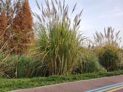 -桤木河湿地公园