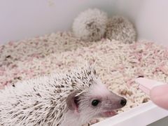 -浣熊柯尔鸭土拨鼠·电玩咖