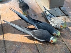 -南宫五洲植物乐园