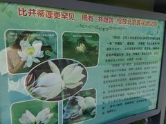 -莲花池公园