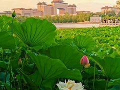 -莲花池公园
