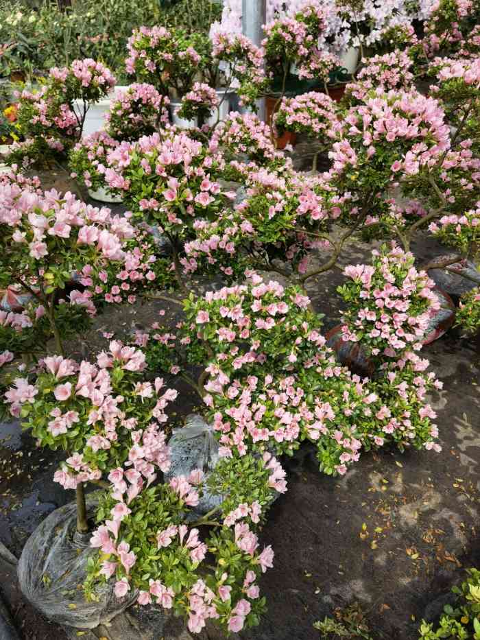南井花卉-"一直想找这种卖花的地方;终于有机会来了."-大众点评移动版