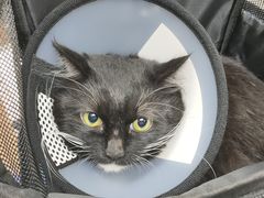 -荔康动物医院(康王北路店)